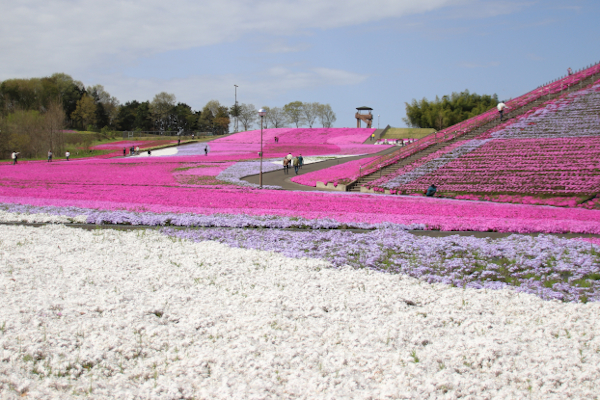 芝桜公園
