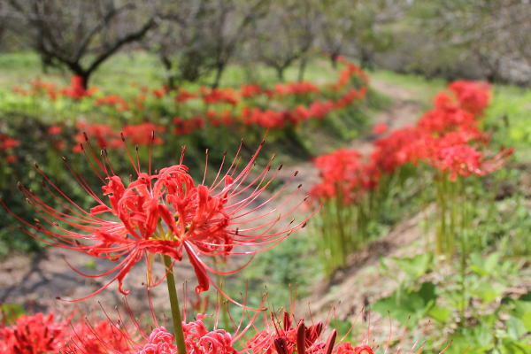 観音山のヒガンバナ